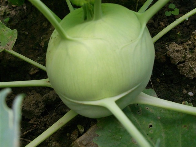Koraba